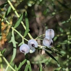 Polyscias sambucifolia subsp. Bipinnate leaves (J.H.Ross 3967) Vic. Herbarium (Ferny Panax) at Currawang, NSW - 7 Feb 2021 by camcols