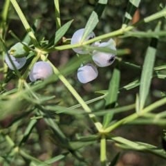 Polyscias sambucifolia subsp. Bipinnate leaves (J.H.Ross 3967) Vic. Herbarium at Currawang, NSW - suppressed