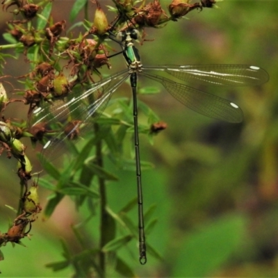 Synlestes weyersii (Bronze Needle) at Cotter River, ACT - 7 Feb 2021 by JohnBundock