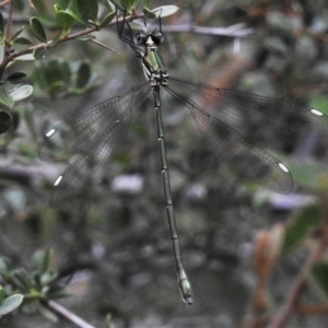 Synlestes weyersii at Cotter River, ACT - 7 Feb 2021 02:36 PM