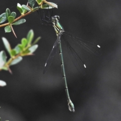 Synlestes weyersii at Cotter River, ACT - 7 Feb 2021 02:36 PM