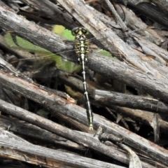 Austrogomphus guerini (Yellow-striped Hunter) at Lower Cotter Catchment - 7 Feb 2021 by JohnBundock