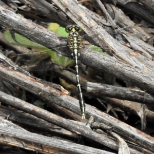 Austrogomphus guerini at Cotter River, ACT - 7 Feb 2021