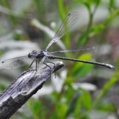 Austroargiolestes sp. (genus) (Flatwing) at Cotter River, ACT - 7 Feb 2021 by JohnBundock