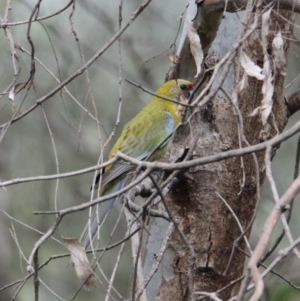 Platycercus elegans flaveolus at Albury - 6 Feb 2021