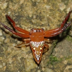 Arkys walckenaeri (Triangle spider) at Acton, ACT - 5 Feb 2021 by TimL