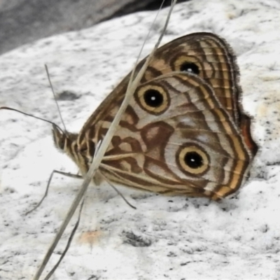 Geitoneura acantha (Ringed Xenica) at Cotter River, ACT - 7 Feb 2021 by JohnBundock