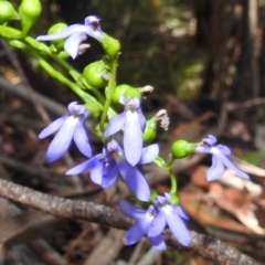 Lobelia browniana at Cotter River, ACT - 7 Feb 2021 by HelenCross