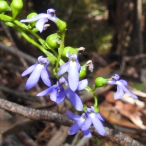 Lobelia browniana at Cotter River, ACT - 7 Feb 2021