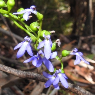 Lobelia browniana at Cotter River, ACT - 6 Feb 2021 by HelenCross