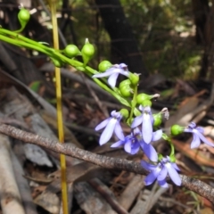 Lobelia browniana at Cotter River, ACT - 7 Feb 2021