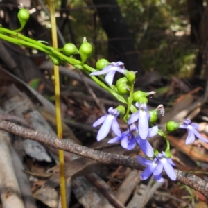 Lobelia browniana at Cotter River, ACT - 7 Feb 2021 09:00 AM