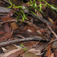 Lobelia browniana at Cotter River, ACT - 7 Feb 2021 09:00 AM