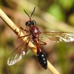Erythropogon sp. (genus) (Robber Fly) at Namadgi National Park - 6 Feb 2021 by HelenCross