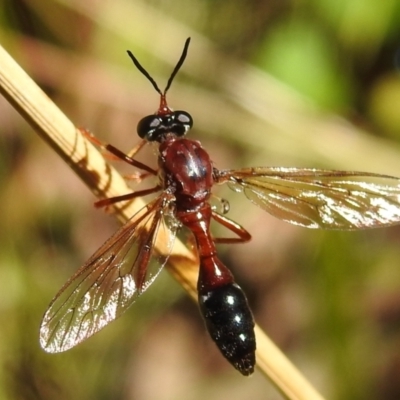 Erythropogon sp. (genus) (Robber Fly) at Namadgi National Park - 6 Feb 2021 by HelenCross