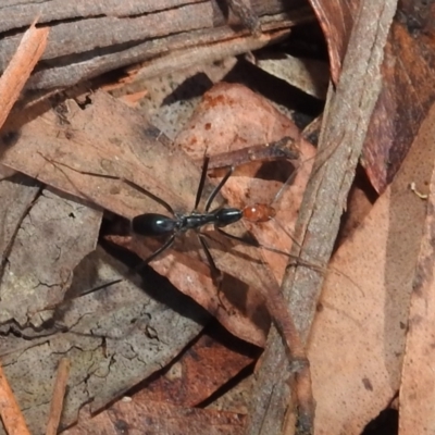 Leptomyrmex erythrocephalus (Spider ant) at Cotter River, ACT - 6 Feb 2021 by HelenCross
