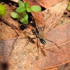 Leptomyrmex erythrocephalus at Cotter River, ACT - 7 Feb 2021 10:54 AM