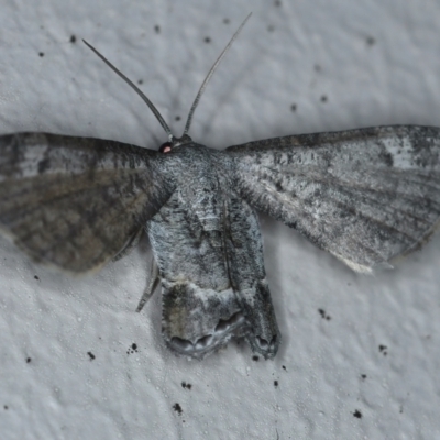 Phazaca interrupta (Plain Roll-moth) at Ainslie, ACT - 6 Feb 2021 by jb2602