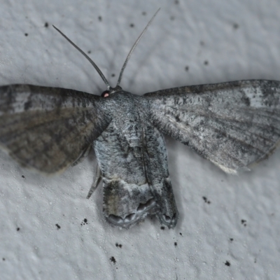 Phazaca interrupta (Plain Roll-moth) at Ainslie, ACT - 6 Feb 2021 by jbromilow50