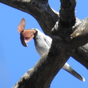 Opodiphthera (genus) at Cotter River, ACT - 7 Feb 2021