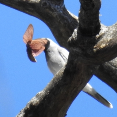 Opodiphthera sp. (genus) (A gum moth) at Namadgi National Park - 6 Feb 2021 by HelenCross
