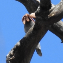 Opodiphthera (genus) at Cotter River, ACT - 7 Feb 2021