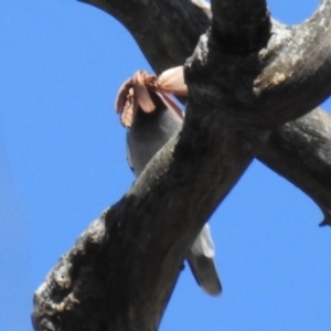 Opodiphthera (genus) at Cotter River, ACT - 7 Feb 2021