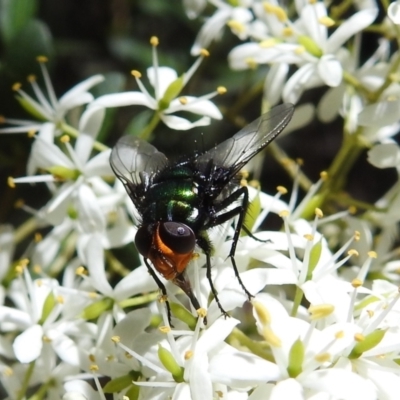 Amenia leonina group (albomaculata-leonina species group) (Yellow-headed Blowfly) at Lower Cotter Catchment - 7 Feb 2021 by HelenCross