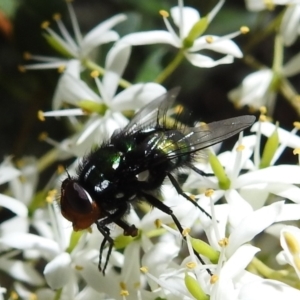 Amenia leonina group (albomaculata-leonina species group) at Cotter River, ACT - 7 Feb 2021 11:50 AM