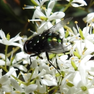 Amenia leonina group (albomaculata-leonina species group) at Cotter River, ACT - 7 Feb 2021 11:50 AM