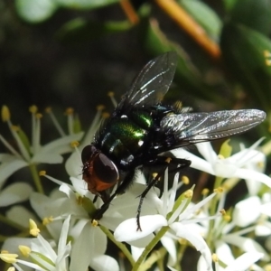 Amenia leonina group (albomaculata-leonina species group) at Cotter River, ACT - 7 Feb 2021