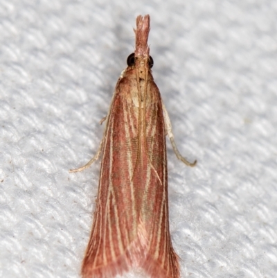 Lioprosopa rhodobaphella or nearby species at Melba, ACT - 6 Feb 2021 by Bron