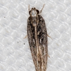 Ardozyga (genus) (Twirler moth (Gelechioidae) at Melba, ACT - 6 Feb 2021 by Bron