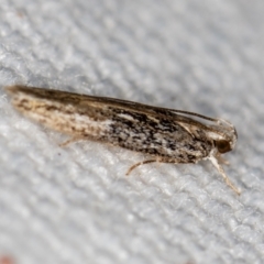 Ardozyga (genus) at Melba, ACT - 6 Feb 2021