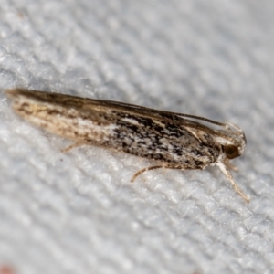 Ardozyga (genus) at Melba, ACT - 6 Feb 2021