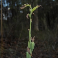 Calochilus therophilus (Late Beard Orchid) at Conder, ACT - 13 Jan 2022 by dan.clark