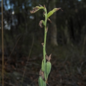 Calochilus therophilus at Conder, ACT - 13 Jan 2022