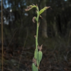 Calochilus therophilus (Late Beard Orchid) at Tuggeranong DC, ACT - 13 Jan 2022 by dan.clark