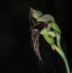 Calochilus therophilus at Conder, ACT - suppressed