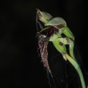 Calochilus therophilus at Conder, ACT - 13 Jan 2022