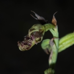 Calochilus therophilus at Conder, ACT - 13 Jan 2022