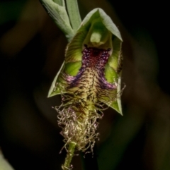 Calochilus therophilus at Conder, ACT - 13 Jan 2022