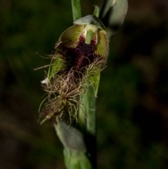 Calochilus therophilus at Conder, ACT - 13 Jan 2022