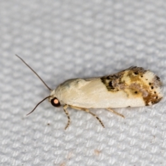 Acontia clerana (White Shoulder) at Melba, ACT - 6 Feb 2021 by Bron