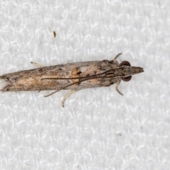 Etiella behrii (Lucerne Seed Web Moth) at Melba, ACT - 6 Feb 2021 by Bron