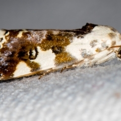 Acontia nivipicta (Blotched Shoulder) at Melba, ACT - 6 Feb 2021 by Bron