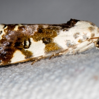 Acontia nivipicta (Blotched Shoulder) at Melba, ACT - 6 Feb 2021 by Bron