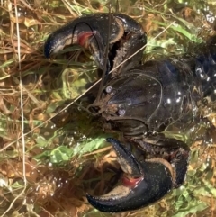 Cherax destructor (Common Yabby) at Murrumbateman, NSW - 6 Feb 2021 by SimoneC