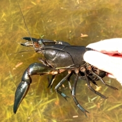 Cherax destructor at Murrumbateman, NSW - 6 Feb 2021