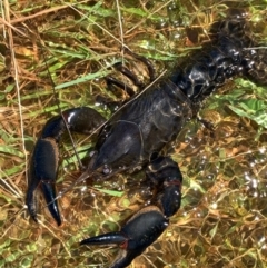 Cherax destructor at Murrumbateman, NSW - 6 Feb 2021